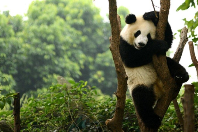 Panda gigante selvatico avvistato in una cittadina nel Sichuan