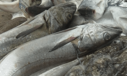 LATINA: SANZIONATI VENDITORI DI PESCE