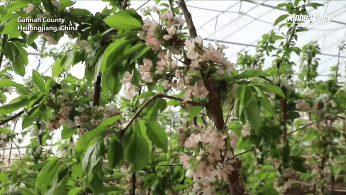 Heilongjiang: agricoltura intelligente per coltivare frutti tropicali