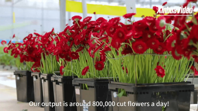 Cina: boom dell’industria floreale nel sud-ovest del Paese