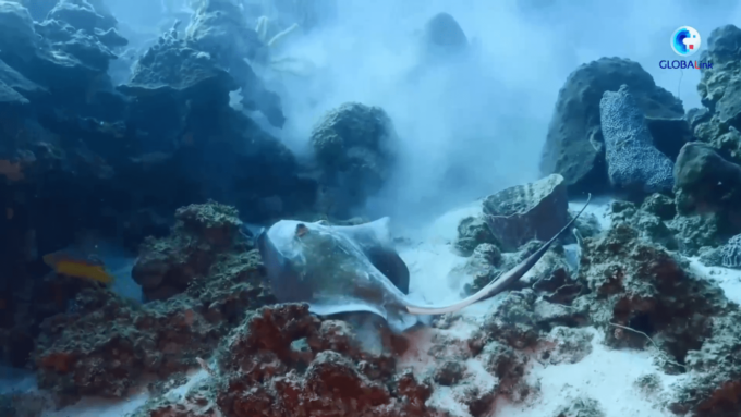 Il WWF chiede un trattato globale per proteggere i mari aperti