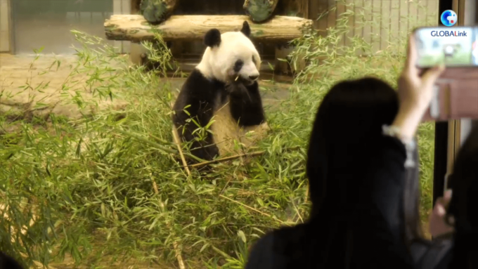 Il Giappone saluta l’amato panda Xiang Xiang prima del ritorno in Cina