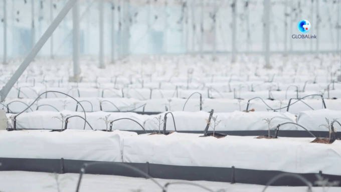 La “serra intelligente” Cina-Israele migliora la produzione di ortaggi