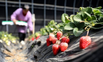 Cina: raccolta delle fragole a Tai'an, nel Liaoning