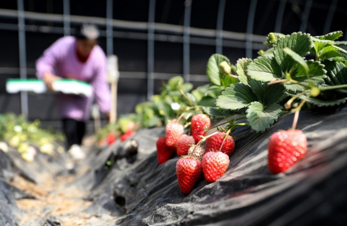 Cina: raccolta delle fragole a Tai’an, nel Liaoning