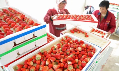Cina: raccolta delle fragole a Tai'an, nel Liaoning (2)