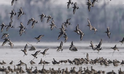 <strong>CINA: UCCELLI MIGRATORI VOLANO VERSO NORD DAL LAGO POYANG (1)</strong>