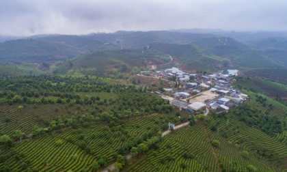 Cina: 3,83 milioni di ettari di foresta piantati lo scorso anno