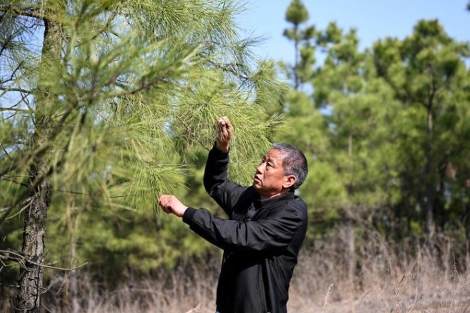 Cina: veterano dell’afforestamento impegnato da 40 anni nell’Anhui