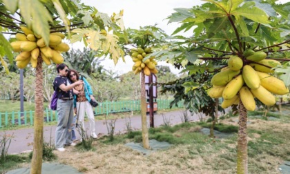 Cina: frutti tropicali stimolano turismo a Qionghai (2)