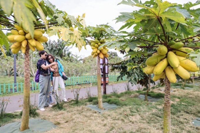 Cina: frutti tropicali stimolano turismo a Qionghai (2)