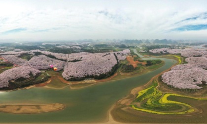 Cina: Guizhou, fioritura dei boccioli di ciliegio