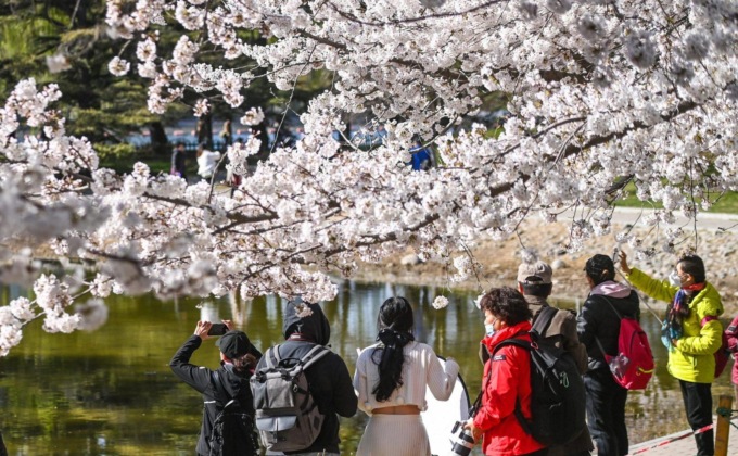 Cina: boccioli di ciliegio allo Yuyuantan Park (1)