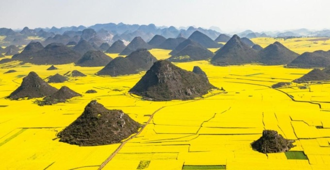 Fiori di colza illuminano i campi della Cina orientale