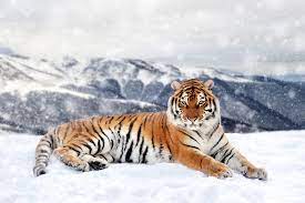 <strong>CINA: ADDESTRARE LE TIGRI DELL’AMUR A SOPRAVVIVERE IN NATURA</strong>