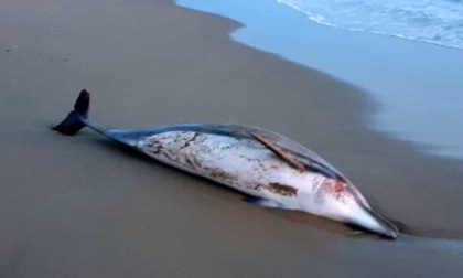 SABAUDIA: DELFINO MORTO RITROVATO SULLA SPIAGGIA