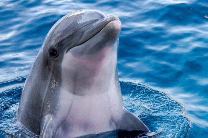 <strong>CINA: DELFINO RILASCIATO IN MARE DOPO 11 MESI DI CURA INTENSIVA</strong>