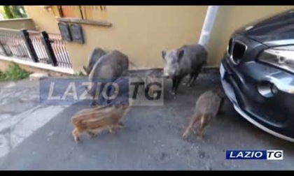 ROMA: NUOVO ALLARME PER LA PESTE SUINA