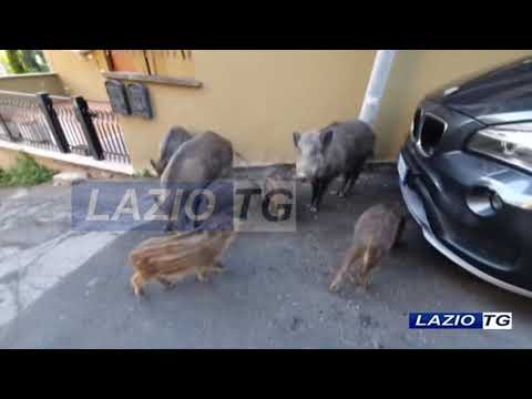 ROMA: NUOVO ALLARME PER LA PESTE SUINA