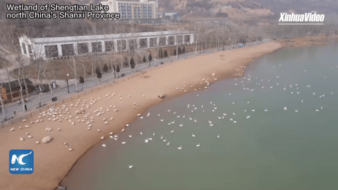 Cina: zone umide a nord, cigni selvatici pronti a migrare in Siberia