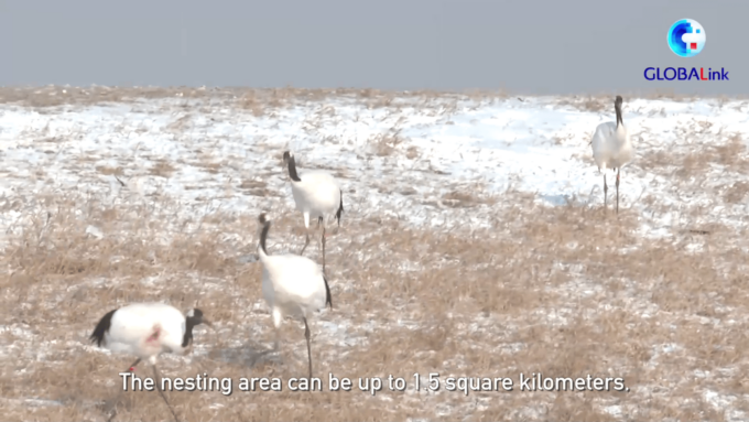 Cina: riserva naturale aiuta gru della Manciuria a tornare in natura