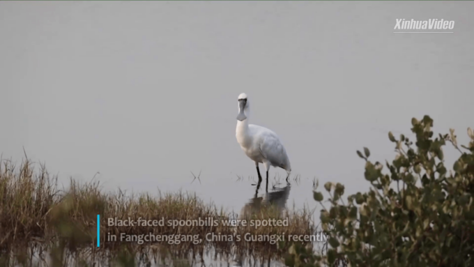 Cina: Guangxi, avvistate spatole dalla faccia nera in via d’estinzione
