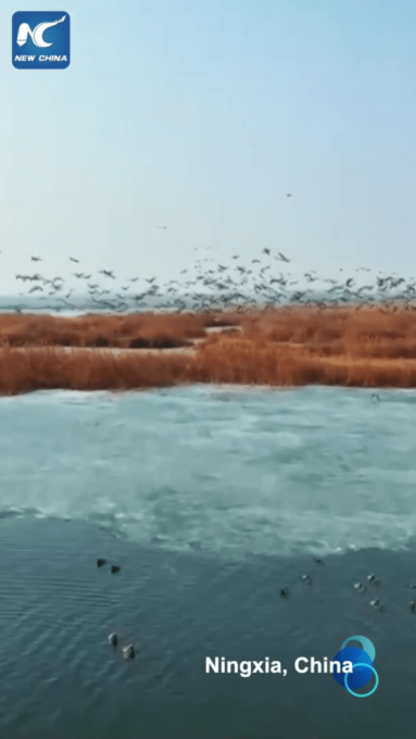 <br><strong>Cina: uccelli migratori si riproducono nel Ningxia</strong>