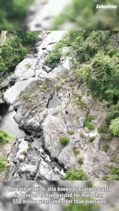 Cina: rare meduse scoperte nell’Hainan