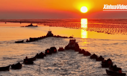 Cina: al via la raccolta di alghe nello Shandong