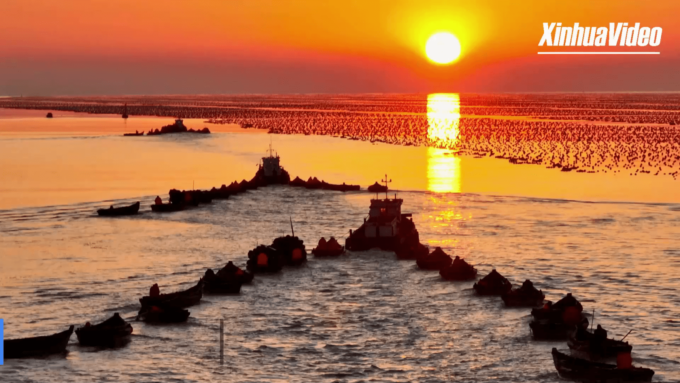 Cina: al via la raccolta di alghe nello Shandong