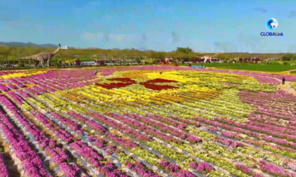 Cina: crisantemi in fiore nella città tropicale di Sanya