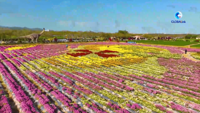 Cina: crisantemi in fiore nella città tropicale di Sanya