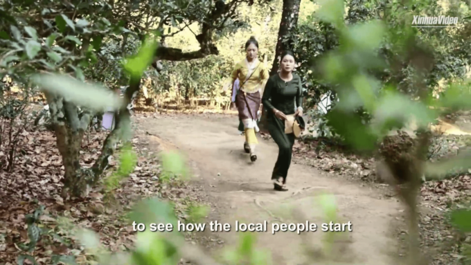 Cina: raccolta primaverile del tè iniziata nello Yunnan