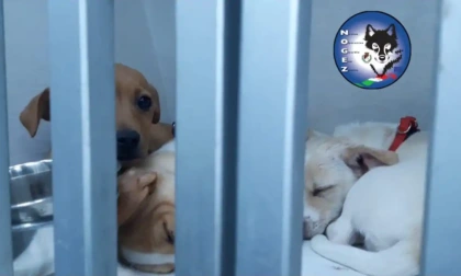 FIANO ROMANO: BLOCCATO TRAFFICO CLANDESTINO DI RANDAGI