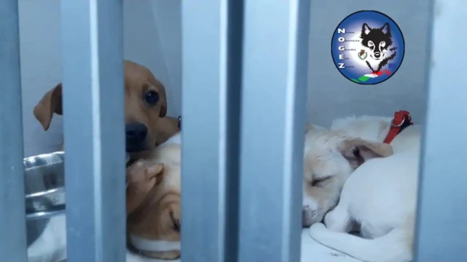 FIANO ROMANO: BLOCCATO TRAFFICO CLANDESTINO DI RANDAGI