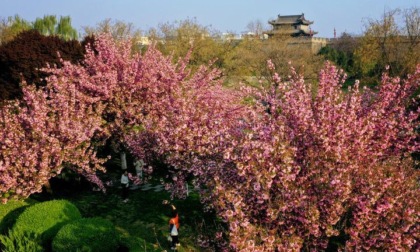 Cina: albero di cachi secolare diventa paradiso ornitologico
