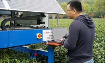 Cina: Zhejiang, robot raccoglie tè Longjing in una piantagione (1)