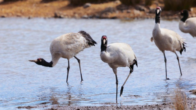 Cina: Riserva di Yunnan Dashanbao, tutela della gru dal collo nero