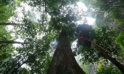 Cina: Guangxi, misurazioni dell'albero più alto nel paesaggio carsico
