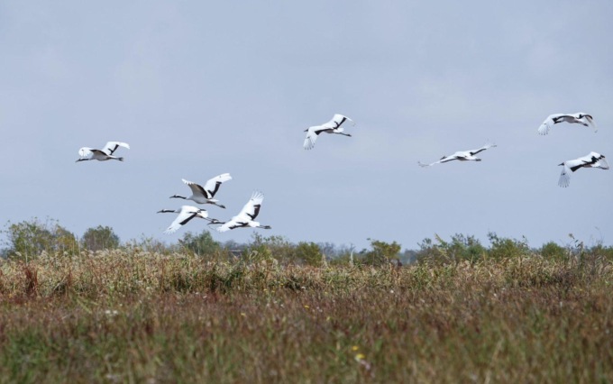 Cina: avvistate altre specie di uccelli nel Jiangsu