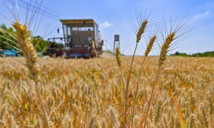 Cina: rapporto, produzione cereali manterrà crescita costante in 2023
