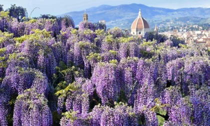 Italia: fiori di glicine a Firenze