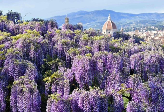 Italia: fiori di glicine a Firenze