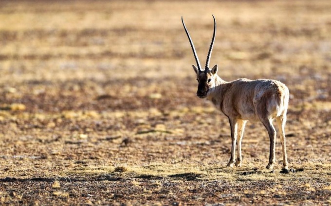CINA: RANGER PROTEGGONO FAUNA SELVATICA IN UNA RISERVA NATURALE