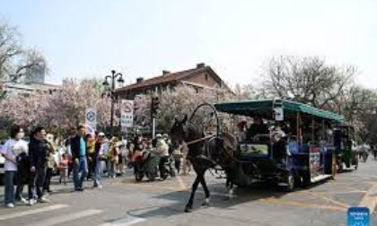 Cina: fioritura primaverile stimola il turismo a Tianjin