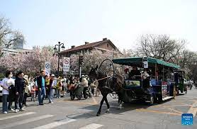 Cina: fioritura primaverile stimola il turismo a Tianjin