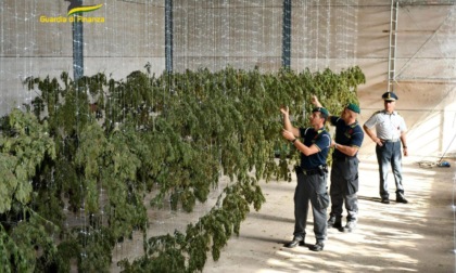 VITERBO: MAXI PIANTAGIONE DI MARIJUANA FINTA LEGALE, PENA PATTEGGIATA