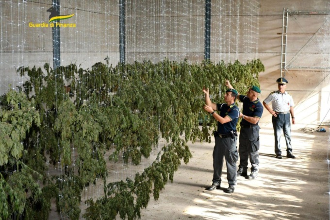 VITERBO: MAXI PIANTAGIONE DI MARIJUANA FINTA LEGALE, PENA PATTEGGIATA
