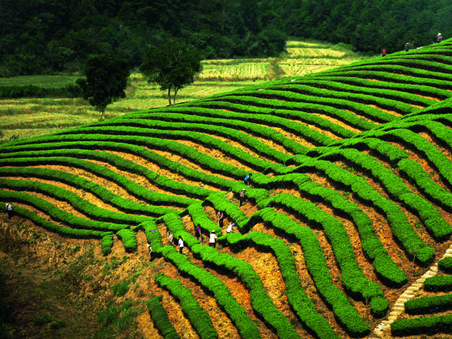 Cina: industria del tè fa la fortuna di un remoto villaggio nel Tibet