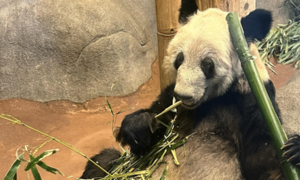 Cina: panda gigante Ya Ya tornerà in Cina